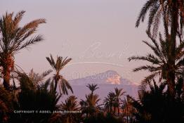 Image du Maroc Professionnelle de  un fabuleux coucher du soleil aux couleur jaune arrangé, avec un magnifique spectacle offert par des milliers d'oiseaux qui envahissent l’horizon au milieu des palmiers de la palmeraie de Marrakech, juste avant le développement de l'urbanisme de Marrakech, qui a impliqué un très vaste programme croissant de construction. Lundi 19 Août 1997. Youssef ben Tachfine des Almoravides avait crée cette vaste palmeraie sous forme d'oasis irriguée par un réseau de canalisations ancestral souterrain khettara, pour exploiter les nappes phréatiques locales. Ce havre de paix peut être visité en voiture, ou à dos de chameau. (Photo / Abdeljalil Bounhar) 